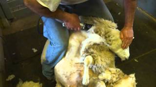 Erdenheim Farm Lamb Cam  Shearing [upl. by Nanah558]