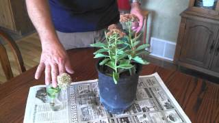 Propagating Sedum Plants [upl. by Namus656]