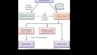 1  Introduction to pathology  etiology pathogenesis morphology terms homeostasis apoptosis [upl. by Esekram868]