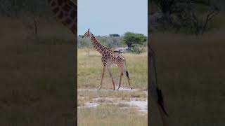 Why Are Giraffes Necks So Long 🦒 [upl. by Nomyaw]