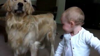 Toddler Laughs at Barking Golden Retriever [upl. by Joleen]