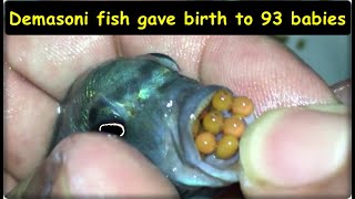 Demasoni and Blue cichlid fish gave birth to 93 babies 😍 [upl. by Southard926]