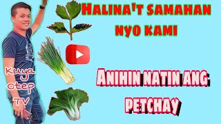 Tayo ng mag ani ng petchayHarvesting snow cabbage kuya otep tv [upl. by Jamin]