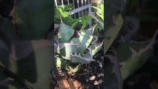 Agave Titanotas grow progress update on october 2024 agavetitanota agave [upl. by Cherry393]