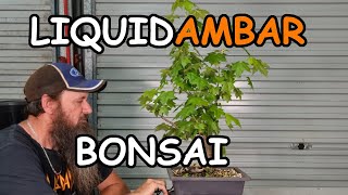 Liquidambar Bonsai Development Pruning [upl. by Drus]