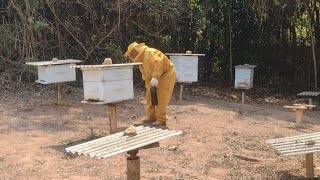 🐝 FOMOS DEFENDER AS ABELHAS DA FORMIGA 🐜🐜 E VEJA SÓ QUE TRISTE VER ESTÁ SITUAÇÃO [upl. by Lyontine29]