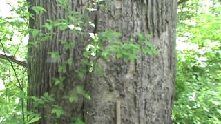 Giant Yellow poplar tree 5 and a half feet in diameter [upl. by Nylirahs]