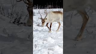 Reindeer walking in snow reindeer shorts [upl. by Gray337]