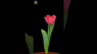 🌷 Tulip flower opening  time lapse with rotation [upl. by Roti700]