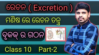 Excretion ରେଚନ  Part 2 Kidney Class 10 Life Science ବୃକକ୍ ର ଗଠନ [upl. by Ahsillek394]