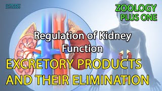 Regulation of Kidney Function  Plus one  Zoology [upl. by Etterb]