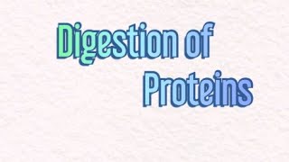 Digestion of Proteins  Biochemistry digestion [upl. by Vogel]