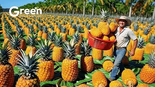 Pineapple Farming  Pineapple Harvesting amp Pineapple Drinks Making 🍍  Agriculture Technology [upl. by Haorbed783]