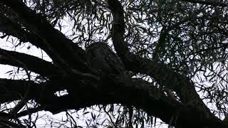 Tawny Frogmouth Podargus strigoides calling after sunset Melbourne July 2020 P2840385 1 [upl. by Aenyl838]