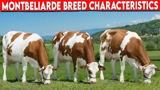 ⭕ MONTBELIARDE CHARACTERISTICS ✅ Dairy Cows Cattle Montbeliarde [upl. by Tuesday194]