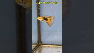 Gupik Pawie Oczko  fish aquarium fishtank [upl. by Martino858]