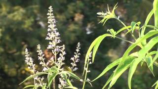 Nirgundi Vitex negundo  Best herb for management of pain [upl. by Krucik]