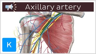 Axillary artery  Anatomical Terms Pronunciation by Kenhub [upl. by Eikkin]