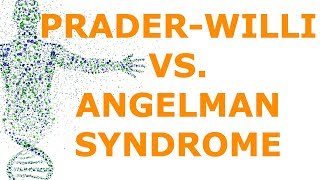 PraderWilli vs Angelman Syndrome Imprinting [upl. by Eelaras619]