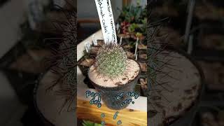 Introducing the Fishhook Cactus [upl. by Arnold45]