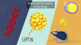 The genetic basis of obesity [upl. by Crispa]