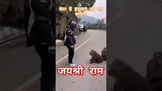 Pilua wale Hanuman ji etawah बंदर है हनुमान जी कास्वरूप ytshorts views viralshorts monkey [upl. by Laurin409]