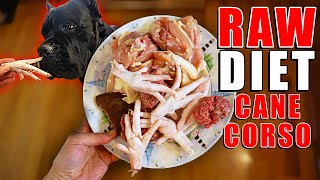 Cane Corsos RAW Diet [upl. by Buford]