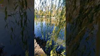 Natura Romania ratuste salbatice wild ducks nature wildlife ducks river relaxing music [upl. by Llerreg608]