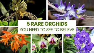 5 Rare Orchids You Need to See to Believe [upl. by Strade]