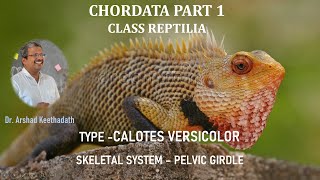 TYPE CALOTES VERSICOLOR SKELETAL SYSTEM – Part 8 – PELVIC GIRDLE [upl. by Aronid]