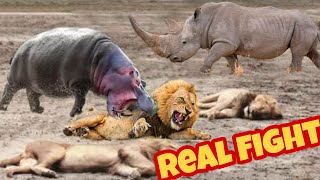 Rhino vs Lion  Rhino kills Lion fight to death [upl. by Nnylesor681]