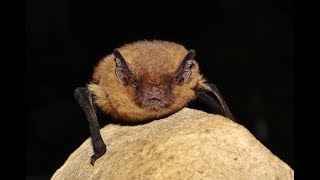 Soprano pipistrelle  Pipistrellus pygmaeus cyprius  Cyprus [upl. by Ettigdirb]