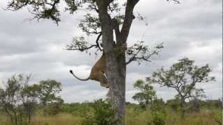 Epic video of lions vs hyenas [upl. by Zosema]