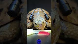 Satisfying ASMR Eating Apple Mukbang 🍎 Turtle Tortoise [upl. by Rusty]