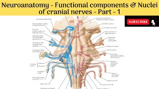 Functional Components amp nuclei of Cranial Nerves  Motor Column in detail  Part 1 [upl. by Eilyk]