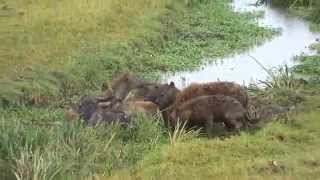 Wildebeest kill in Ngorongoro Crater [upl. by Goldwin]