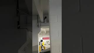 Interesting I saw a bird sleeping in the building [upl. by Sedgewake133]