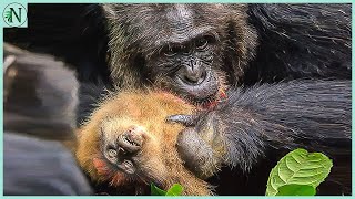 Monkeys Dying In A Chimps Jaws [upl. by Nevek]