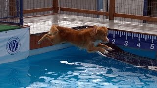 Nova Scotia Duck Tolling Retriever Dock Diving [upl. by Sivaj]