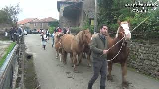 Feria de Sanfelices de Buelna 17 11 2024 [upl. by Rita]