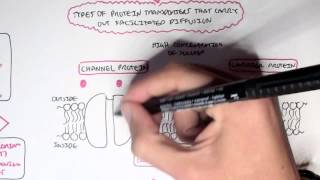 Passive Diffusion  Simple and Facilitated [upl. by Henning]