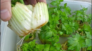 The Absolute Easiest Way To Regrow Celery From Store Bought Stalks [upl. by Maloney]