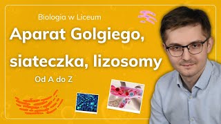 Aparat Golgiego siateczka śródplazmatyczna lizosomy od A do Z [upl. by Evets56]