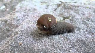 Eastern Tiger Swallowtail caterpillar [upl. by Normi]