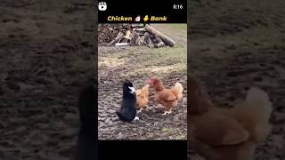 when clucks wish a mf would buck lmao chicken vs cat lol Jaymarv29 shorts reels fyp [upl. by Danczyk]