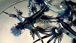 Glaucus Atlanticus eating Blue bottle jellyfish Portuguese man o war [upl. by Sitto]