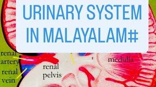 Urinary System Anatomy and Physiology in Malayalam [upl. by Nealson343]