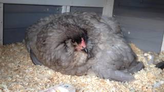 Adding Chicks to a Broody Hen  Tips for a Successful Adoption [upl. by Kirad]