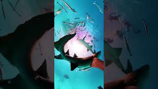 Capturing the world of dancing sharks with X3 and the allnew Invisible Dive Case 🦈 insta360 fyp [upl. by Ahsikym]