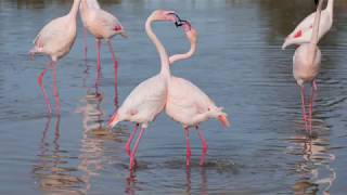 Flamant rose Phoenicopterus roseus  Greater Flamingo [upl. by Oric]